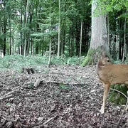 Wildcamera en Nachtzicht, Bewegingsmelder,32MP HD1296P, 940nm infrarood, No Glow, 0.1s trigger en IP66 Waterdicht voor Jacht, Huisbeveiliging| A323