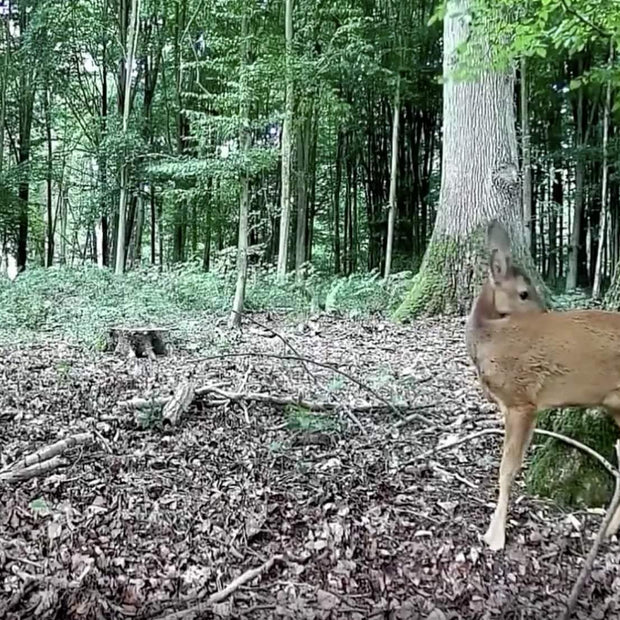 Wildcamera en Nachtzicht, Bewegingsmelder,32MP HD1296P, 940nm infrarood, No Glow, 0.1s trigger en IP66 Waterdicht voor Jacht, Huisbeveiliging| A323